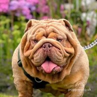 English Bulldog - Both