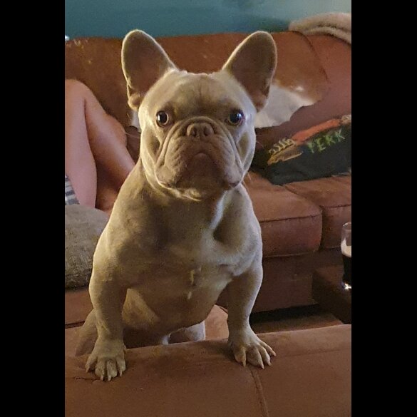 French Bulldog