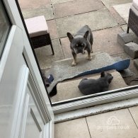 French Bulldog - Both