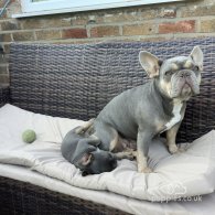 French Bulldog - Both