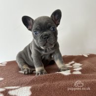 French Bulldog - Both