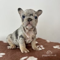 French Bulldog - Both