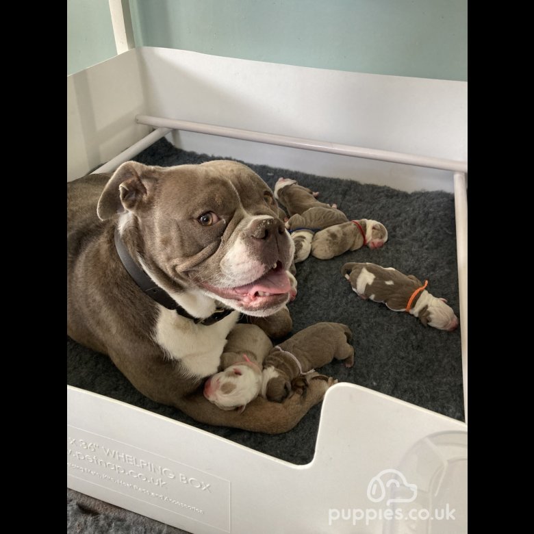 Whelping english bulldog sales puppies