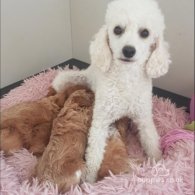 Toy Poodle - Bitches