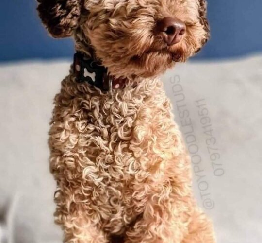 Toy Poodle