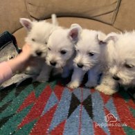 West Highland White Terrier - Both