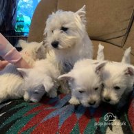 West Highland White Terrier - Both