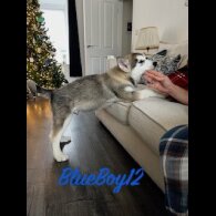 Alaskan Malamute - Both