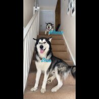 Alaskan Malamute - Both