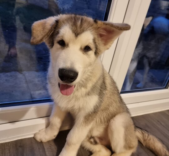 Alaskan Malamute