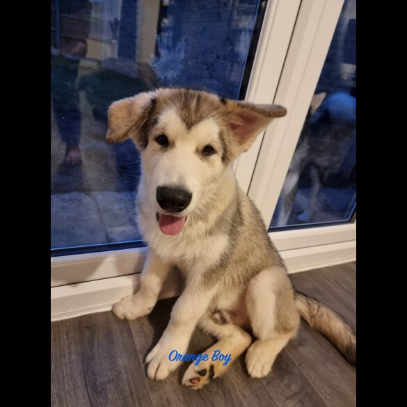 Alaskan Malamute - Both