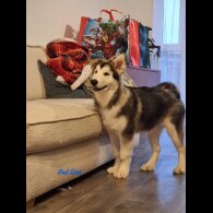 Alaskan Malamute - Both