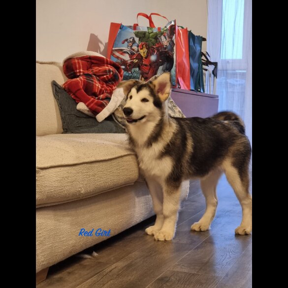 Alaskan Malamute - Both