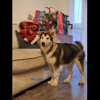 Alaskan Malamute - Both