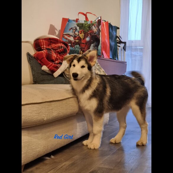 Alaskan Malamute - Both