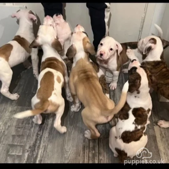 Nkc american sale bulldog breeders