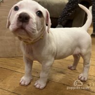 American Bulldog - Both