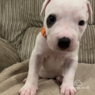 American Bulldog - Both