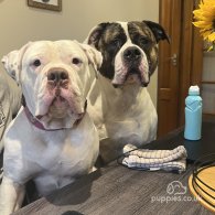 American Bulldog - Both