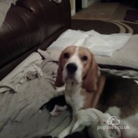 Beagle - Both