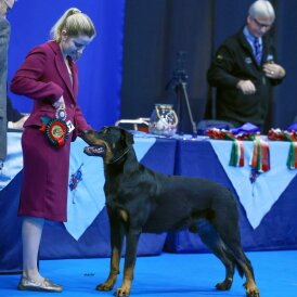 Beauceron