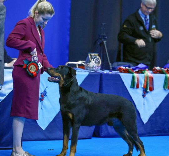 Beauceron