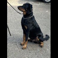 Beauceron