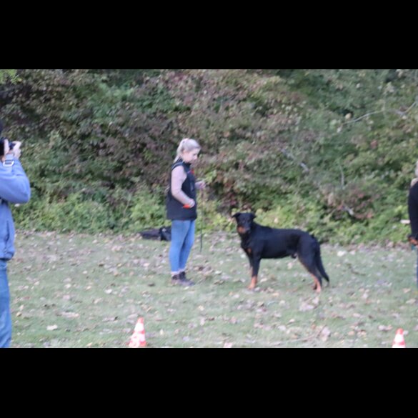 Beauceron