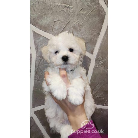 Kennel club bichon frise puppies hot sale for sale