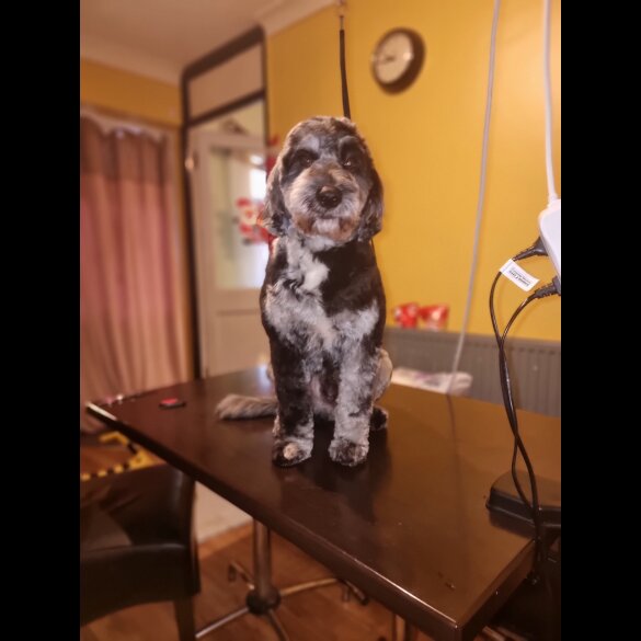 Cockapoo