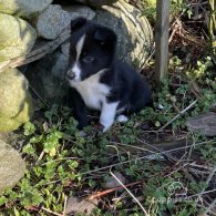 Border Collie - Both