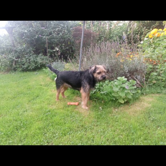 Border Terrier