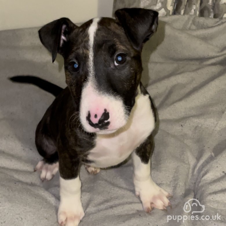 Bull Terrier | Sale | Ellesmere Port, Cheshire - English bull terriers ...