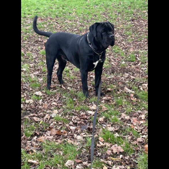 Cane Corso