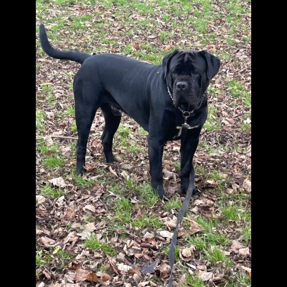 Cane Corso