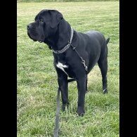 Cane Corso