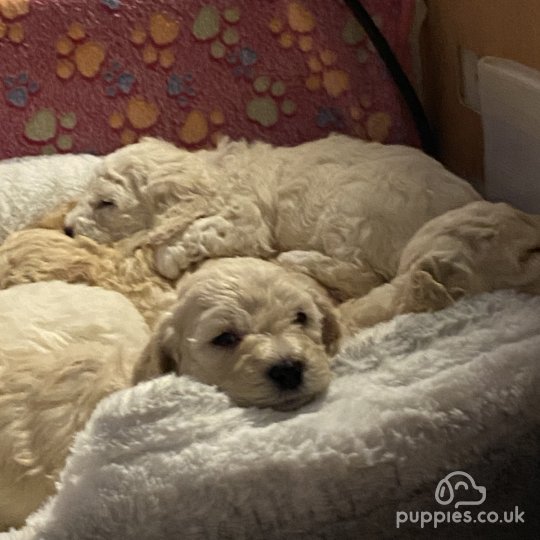 Cavapoo puppies best sale for sale yorkshire