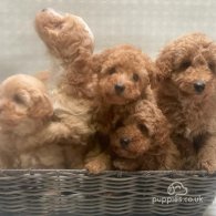 Cavapoo - Both