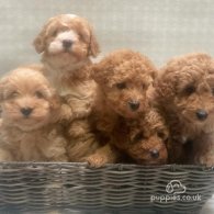 Cavapoo - Both