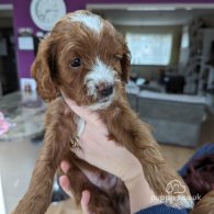 Cavapoo - Dogs