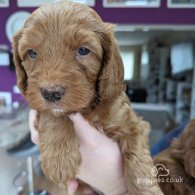 Cavapoo - Dogs