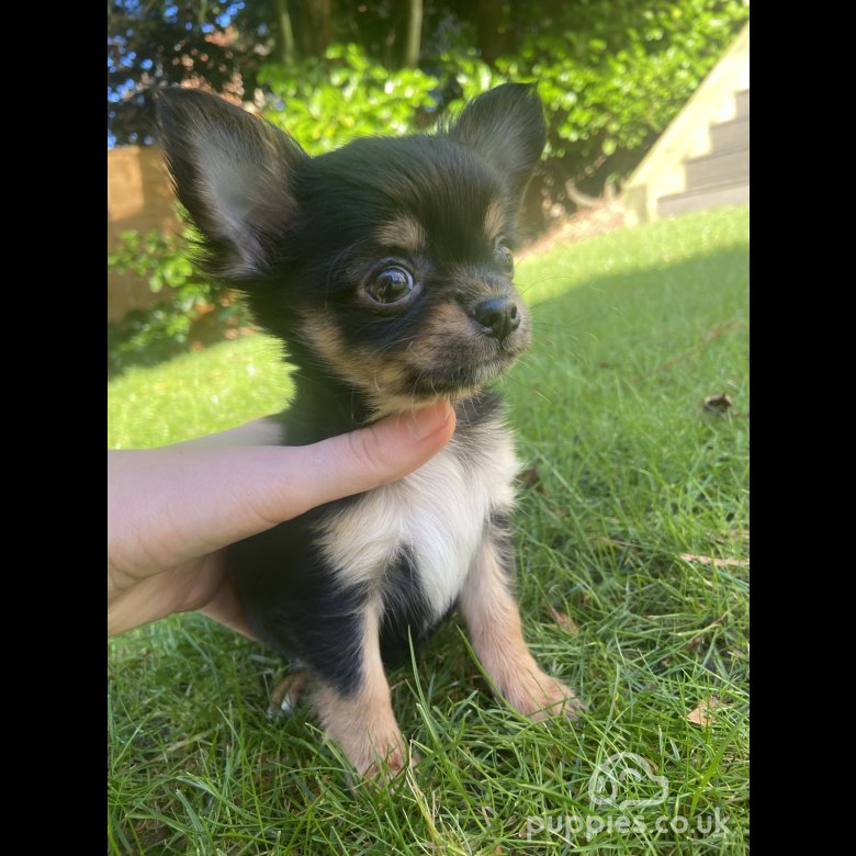 Chihuahua Sale Sevenoaks Kent Long Coat German Pedigree Chihuahua puppies