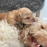 Cockapoo - Both