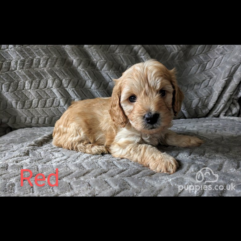 Cockapoo | Sale | Keighley, West Yorkshire - Miniature cockapoo 1 ...