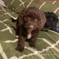 Cockapoo - Both