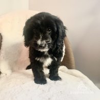 Cockapoo - Both