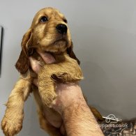 Cocker Spaniel (Working & Show) - Both