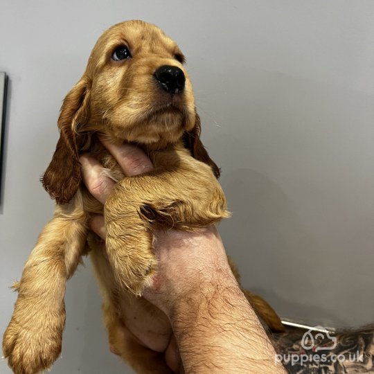 Cocker spaniel puppy near 2024 me