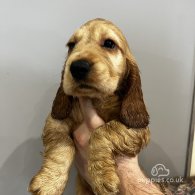 Cocker Spaniel (Working & Show) - Both