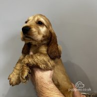 Cocker Spaniel (Working & Show) - Both